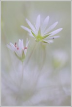 ~ white stars ~