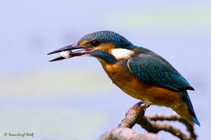 Eisvogel mit Beute