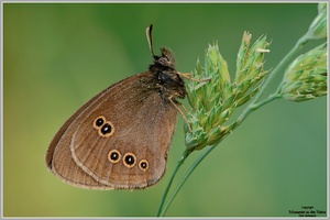 Brauner Waldvogel (Aphantopus hyperantus)