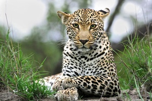 Leopard in Sabi Sand, Südafrika