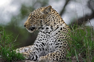 Leopard im Sabi Sand Game Reserve