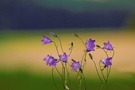 Wiesen-Glockenblumen (Campanula patula)