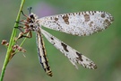 Libellenähnliche Ameisenjungfer