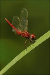 Feuerlibelle in Obeliskenhaltung
