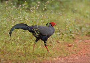 Siamese Fireback