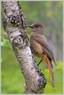 ~ Unglückshäher (Perisoreus infaustus) ~
