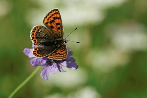 Brauner Feuerfalter, Lycaena tityrus