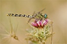 Grosse Zangenlibelle (Onychogomphus uncatus) - Weibchen