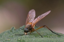 Schnepfenfliege 2