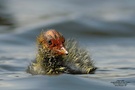 Blässhuhn (Fulica atra)