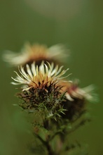 Golddistel (Carlina vulgaris)