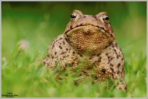 Erdkröte (Bufo bufo)