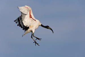 Heiliger Ibis