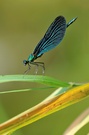 Blauflügel