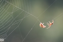 Hochzeit der Radnetzspinnen