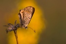 Brauner Feuerfalter