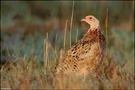 Fasanweibchen im Morgenlicht