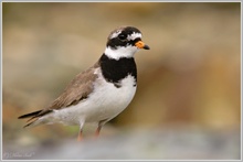~ Sandregenpfeifer (Charadrius hiaticula) ~