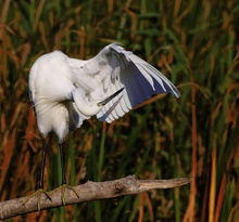 Seidenreiher  (Egretta Garzetta)