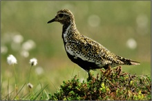 Goldregenpfeifer (Pluvialis apricaria)