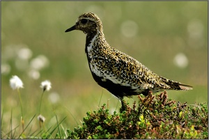 Goldregenpfeifer (Pluvialis apricaria)