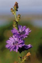 Gemeine Wegwarte (Cichorium intybus)
