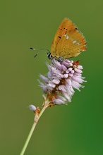 Lycaena virgaureae