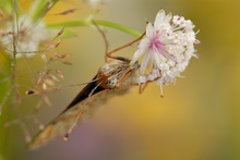 Schmetterling