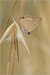 Großer Wander-Bläuling