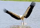 Storch beim Landen