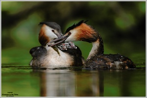 Haubentaucher (Podiceps cristatus)