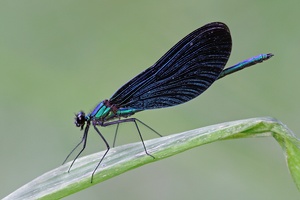 Blue Wings
