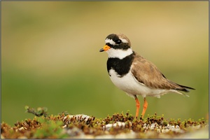 Sandregenpfeifer (Charadrius hiaticula)