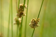 Flatterbinse (Juncus effusus)