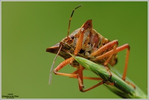 Rotbeinige Baumwanze (Pentatoma rufipes)