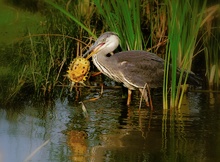 Graureiher (Ardea Cinerea)