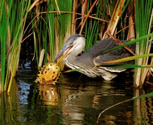 Graureiher (Ardea Cinerea)