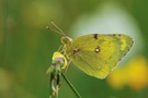 Goldene Acht (Colias hyale)