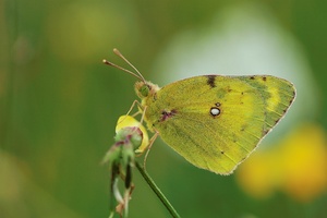 Goldene Acht (Colias hyale)