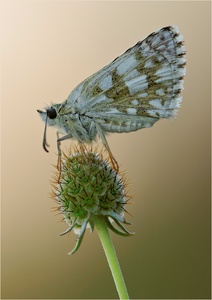 Kleiner Würfeldickkopf [Pyrgus malvae]