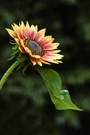 Sonnenblume