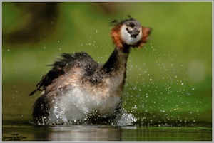 Haubentaucher (Podiceps cristatus)