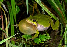 Froschkonzert um Mitternacht