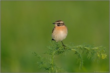 Vogel des Jahres 1987... Braunkehlchen *Saxicola rubetra*