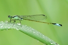 Kleine Pechlibelle