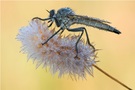 Raubfliege