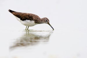 Waldwasserläufer