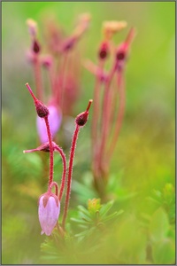 Bergheide / Moosheide (Phyllodoce caerulea)