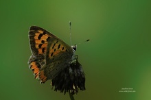 Kleiner Feuerfalter (lycaena phlaeas)