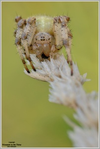 Vierfleckkreuzspinne (Araneus quadratus)